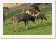 DSC_4262 Practicing for future contests * 700 x 467 * (379KB)